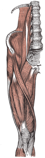 Muscles of the front of the leg